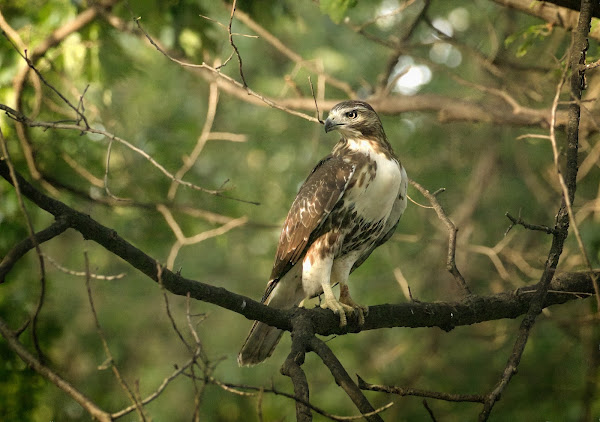 Immature red-tailed hawk in Tompkins Square.