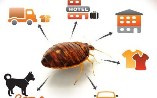 Methods to Control Bed Bugs Awesome Pest