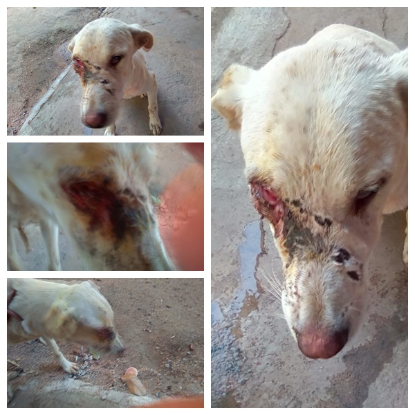 CACHORRO TEM OLHO ARRANCADO APÓS LEVAR TIRO NA ZONA RURAL DE BOM CONSELHO