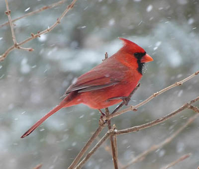 Where Do Northern Cardinals Live What Birds Are In My Backyard