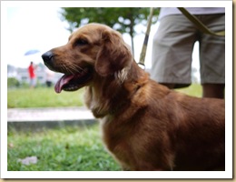adoption GR