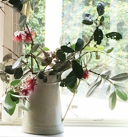 Pohutukawa fronds look lovely on my windowsill - New Zealand's Christmas Tree