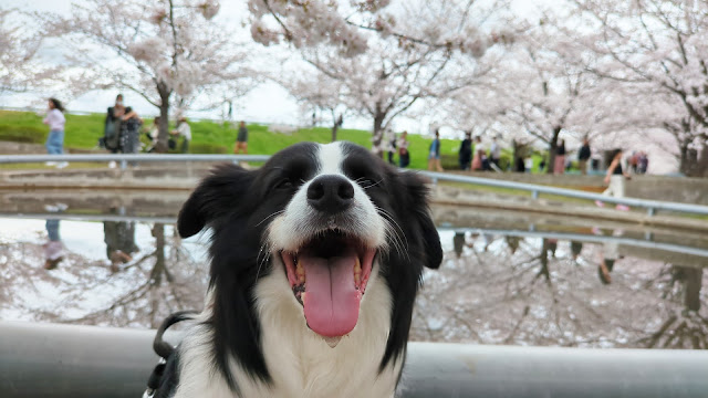 保護犬 ボーダーコリー トーマ 幕張さくら広場