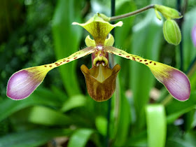 Orchid Daze: Pop! - Atlanta Botanical Garden