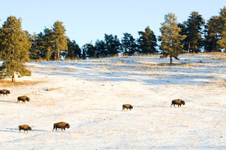 Buffaloes roaming off of I-70