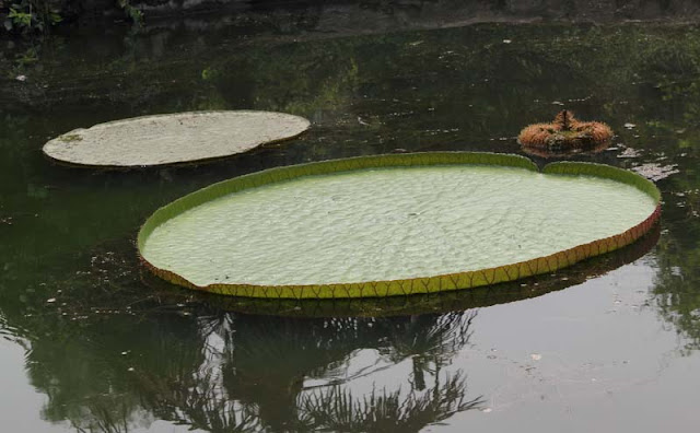 Giant Water lily Flowers Pictures