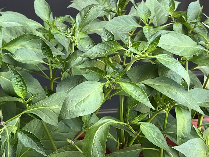 【陽台辣椒種植】新手種植辣椒的經驗分享(4)