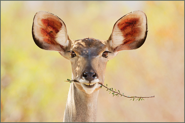 Animal Photography by Hennie van Heerden Seen On www.coolpicturegallery.us