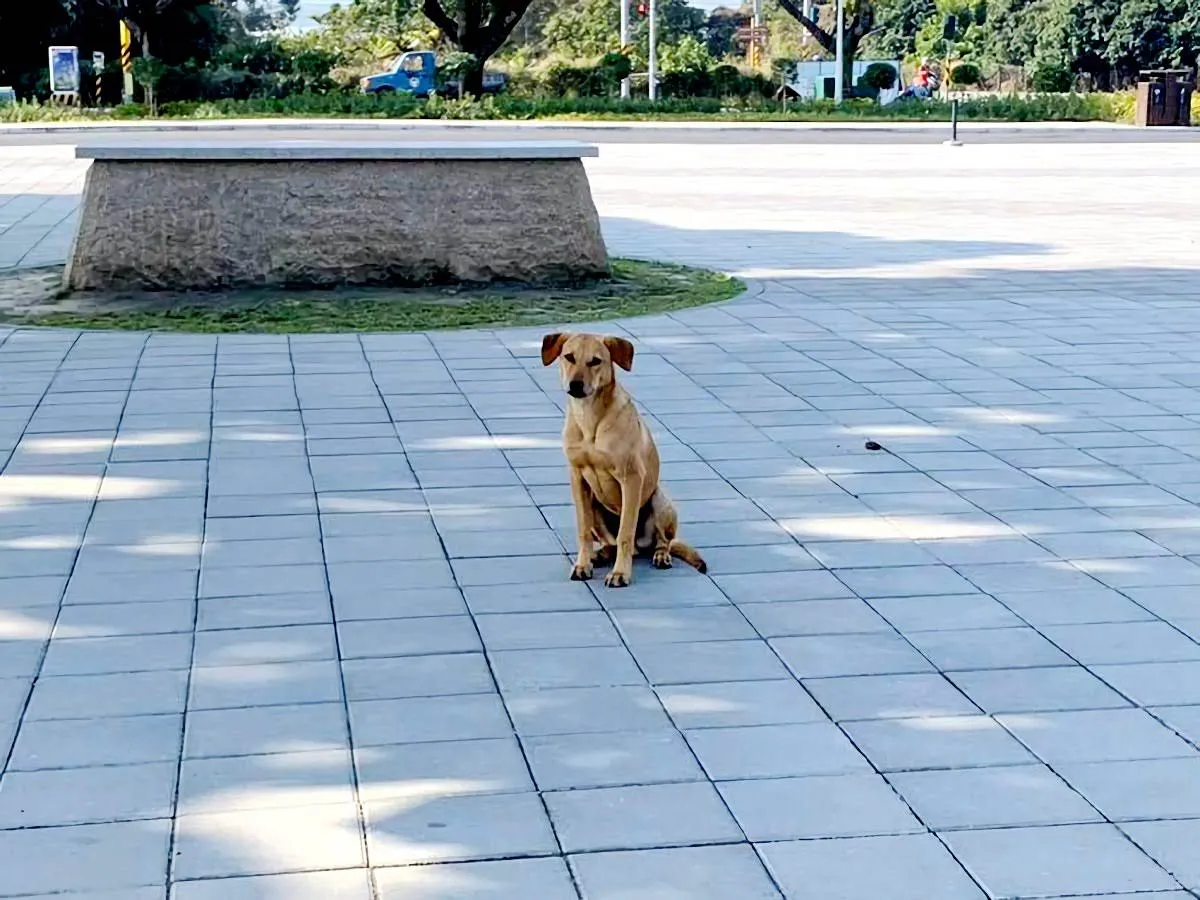 網友一面倒支持狗狗｜台南山上花園水道博物館確定收編小黃