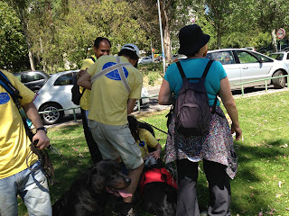 Australian Shepherd dog trekking in Oeiras