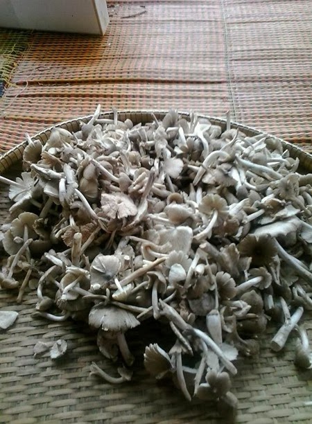 เห็ดโคนจากสวนป่า