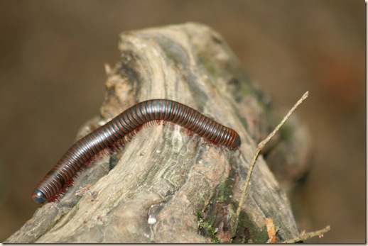 CF_Millipede - Orthoporus texicolens