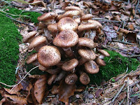 Armillaria ostoyae