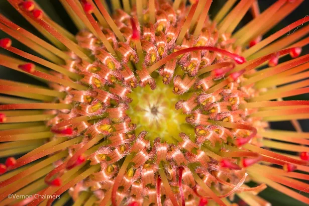 Pincushions flowers using AF and Manual Focus Override