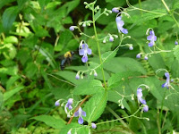 カリガネソウには蜂がきていた！