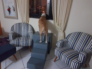 escadas para cães visualizar janelas em apartamento