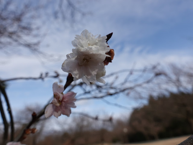 とっとり花回廊　桜の広場　十月桜