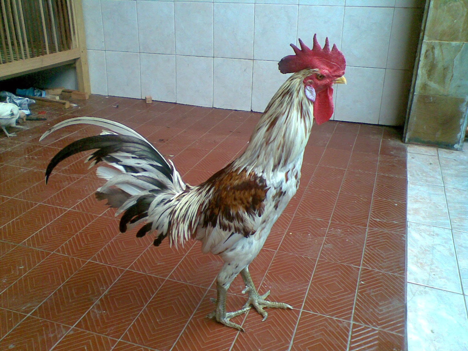 http://fotoduniahewan.blogspot.com/2014/03/ayam-ketawa.html