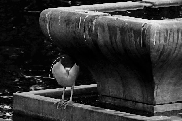 Lake Merritt, Oakland, California, Bird, birder, birdwatching, nature, photography, nature photography, Black-crowned Night Heron