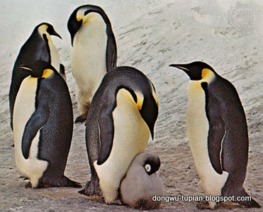 动物图片animal Pictures 帝企鹅 皇帝企鹅 Aptenodytes Forsteri