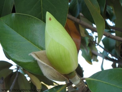 saucer magnolia tree facts. magnolia tree facts. southern