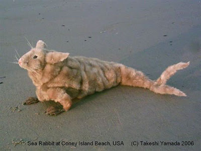 Sea Rabbit