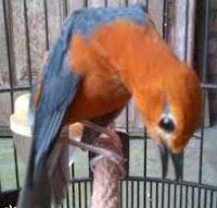 Burung Anis Merah Atau Burung Anis Bata, Burung Teler