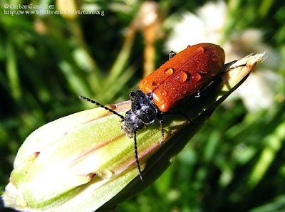 http://www.biodiversidadvirtual.org/insectarium/Omophlus-lepturoides-%28Fabricius-1787%29-img457492.html