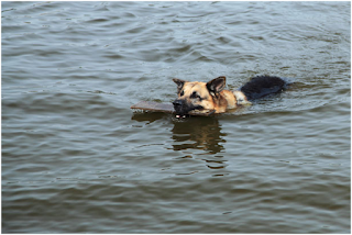 dog swimming