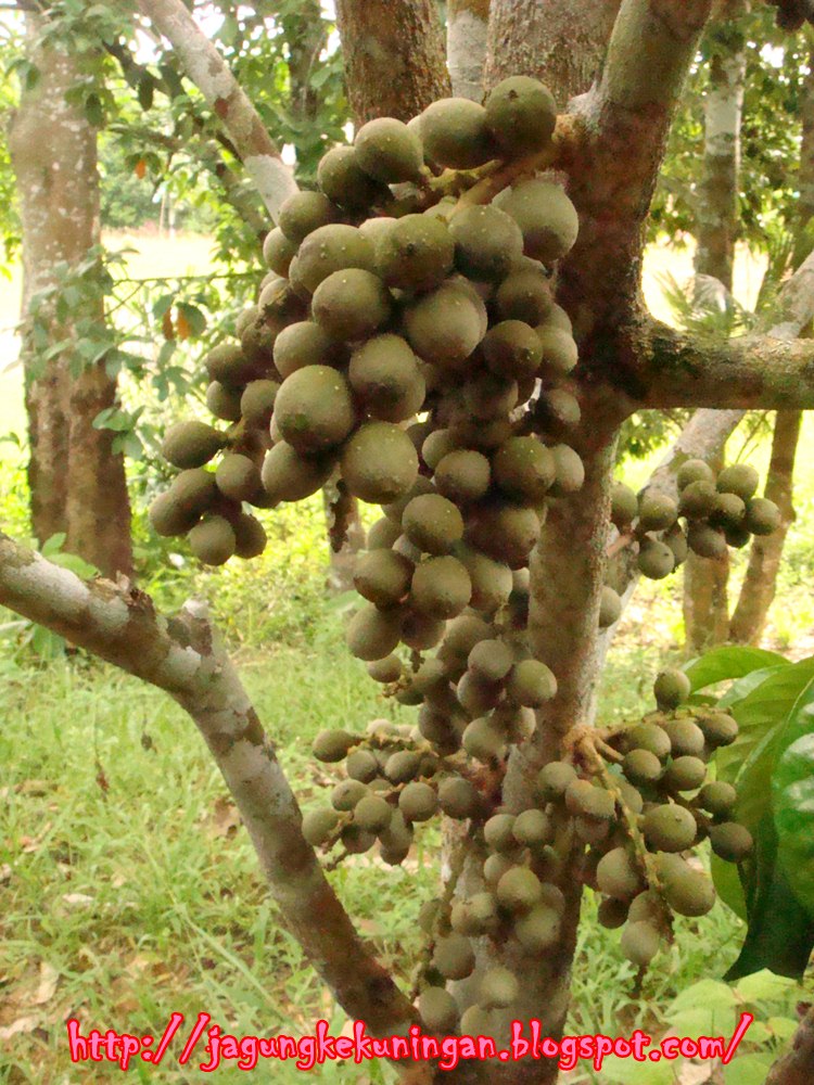  Mr Jagung 15 Jenis Buah  Buahan Tempatan Terpopular