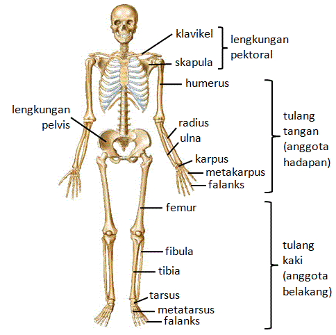 Biologi 4 5: Sistem Rangka Manusia