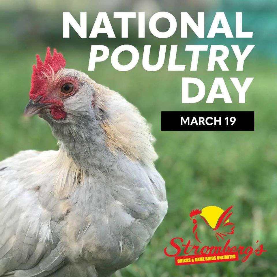 National Poultry Day Wishes Awesome Images, Pictures, Photos, Wallpapers