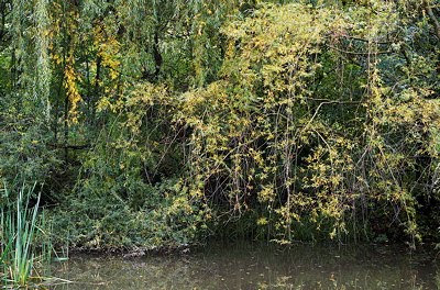 Picture of some willow trees around a little pond in autumn