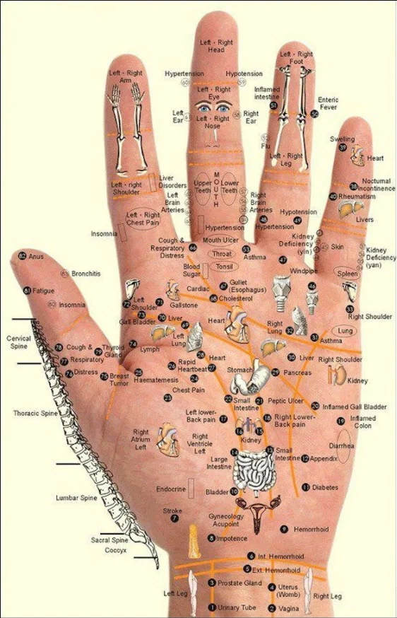Stimulate the Internal organs on Your Hand to cure your health