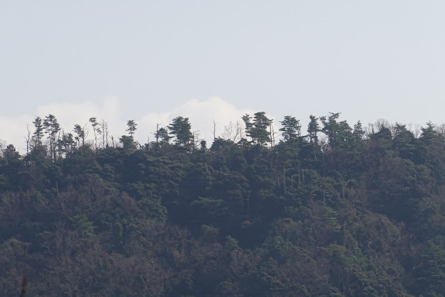 鳥取県東伯郡湯梨浜町南谷 東郷湖の眺望