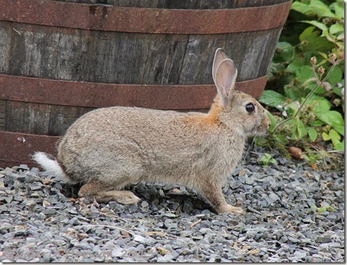 Rabbit