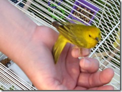 yellow warbler 2