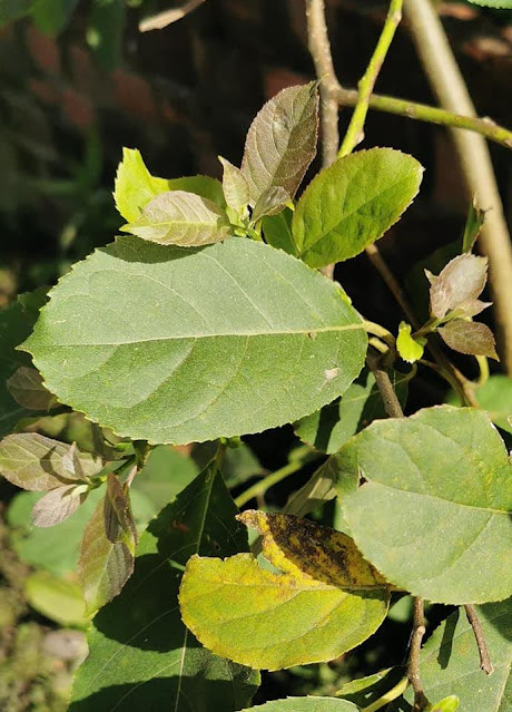 Ehretia acuminata