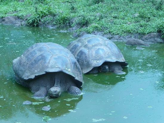 Animals - Galapagos Island Seen On www.coolpicturegallery.us