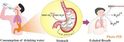 Exhaled Breath may Soon Help in Detecting Bacteria that Infect the Stomach: Research