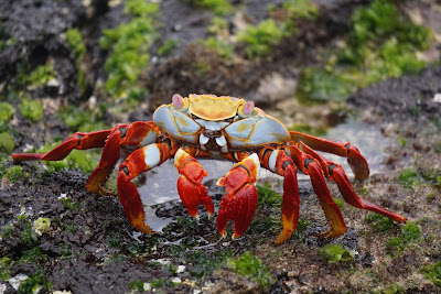 Crabe Rouge