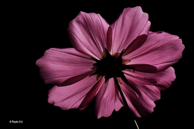 Posted by Ripple (VJ) : National Corbett Park: PINK FLOWER IN BLACK BACKGROUND @ RamGanga Resort, Corbett: Here light is passing through the flower (this is the bottom side)... I clicking this photograph by sitting down so that Camera doesn't reflected light from the background...