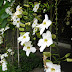 Jual pohon thunbergia grandiflora putih | tanaman rambat bunga putih | supplier tanaman hias
