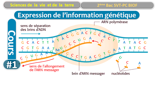 Nature de l’information génétique et le mécanisme de son expression – le génie génétique