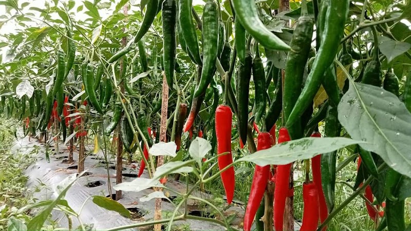 Ayo Pesan Cabe Merah Pilar F1 di Rumah Nutrisi Tani Bantaeng