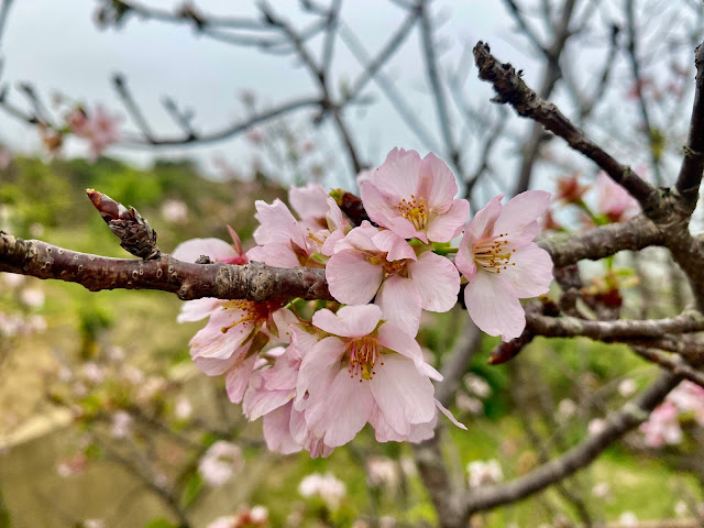 福神祠桃花