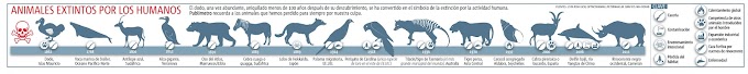 Animales extintos por los humanos (Infografía)
