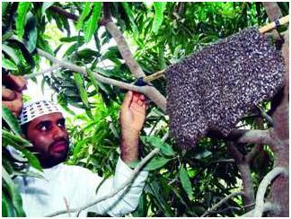 POKOK SIDR DALAM AL QURAN