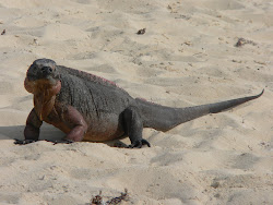 Iguana at Bitter Guana