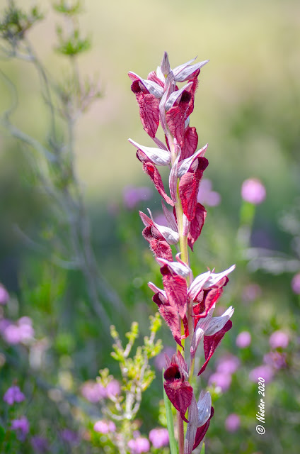 Orquidea Serapia